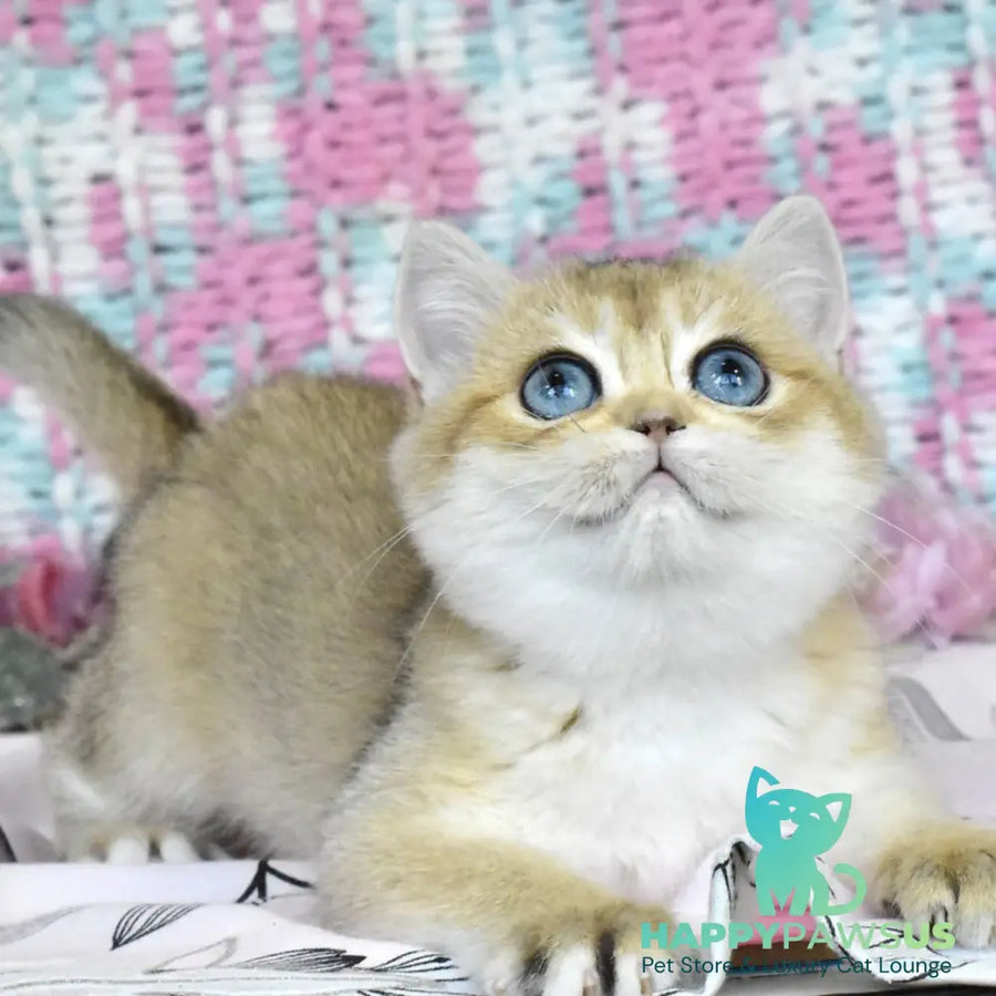 Harisma British Shorthair female black golden shaded - live animals