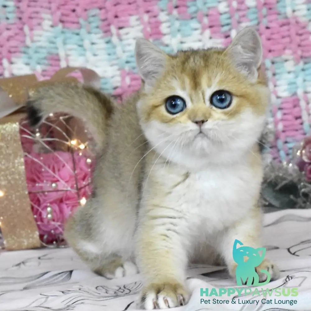 Harisma British Shorthair female black golden shaded - live animals