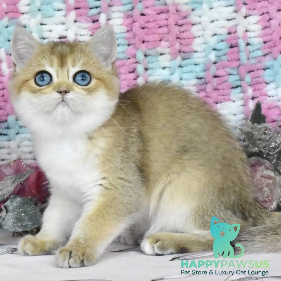 Harisma British Shorthair female black golden shaded - live animals