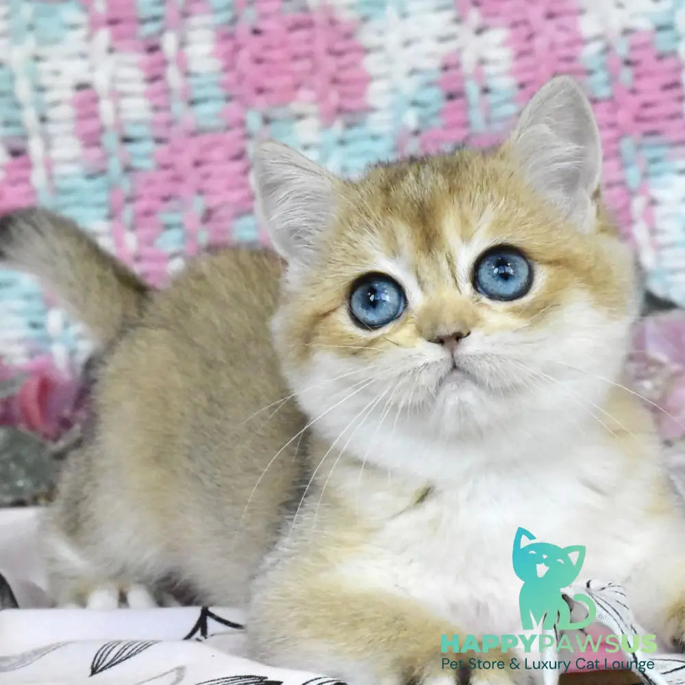Harisma British Shorthair female black golden shaded - live animals