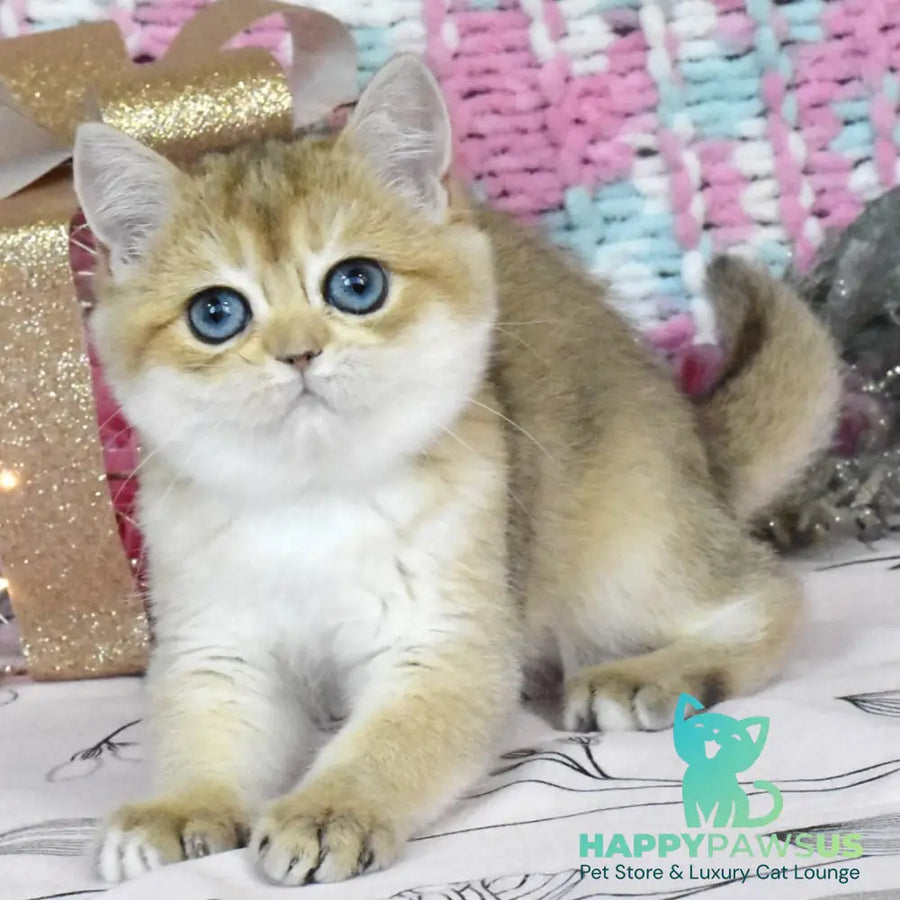 Harisma British Shorthair female black golden shaded - live animals