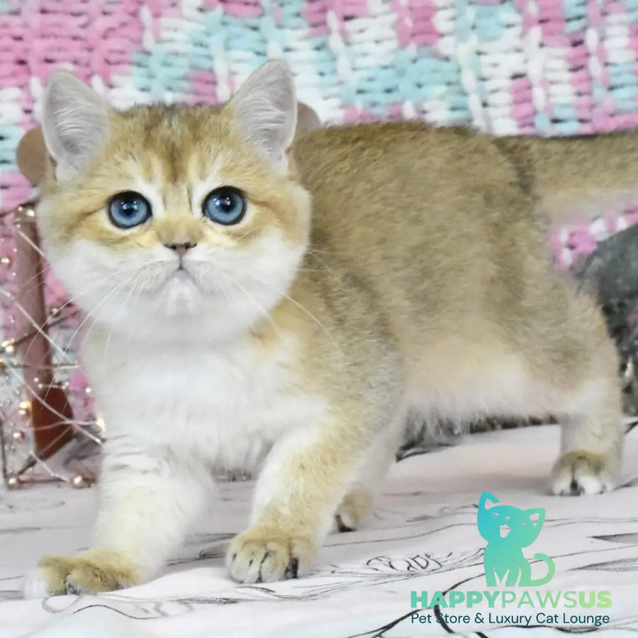 Harisma British Shorthair female black golden shaded - live animals