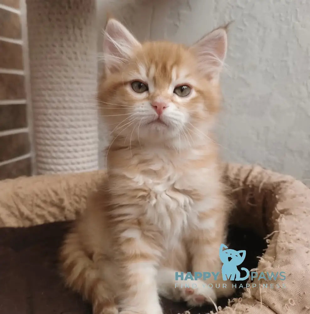 Hariton Siberian male red spotted tabby live animals