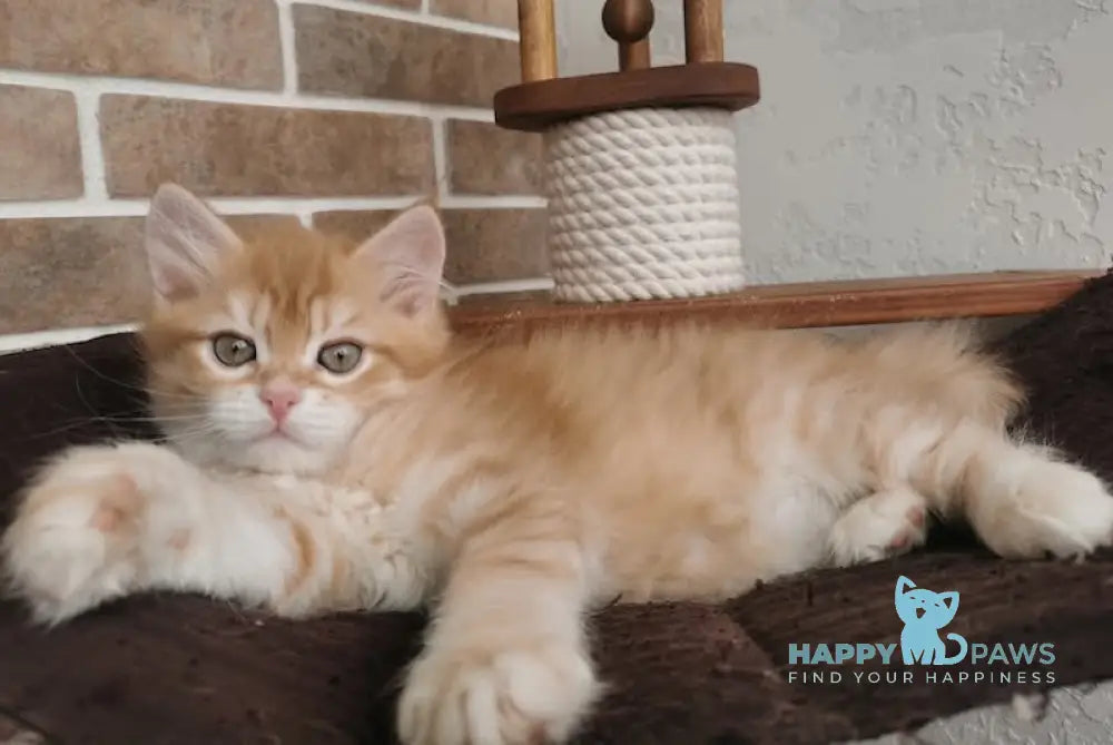 Hariton Siberian male red spotted tabby live animals
