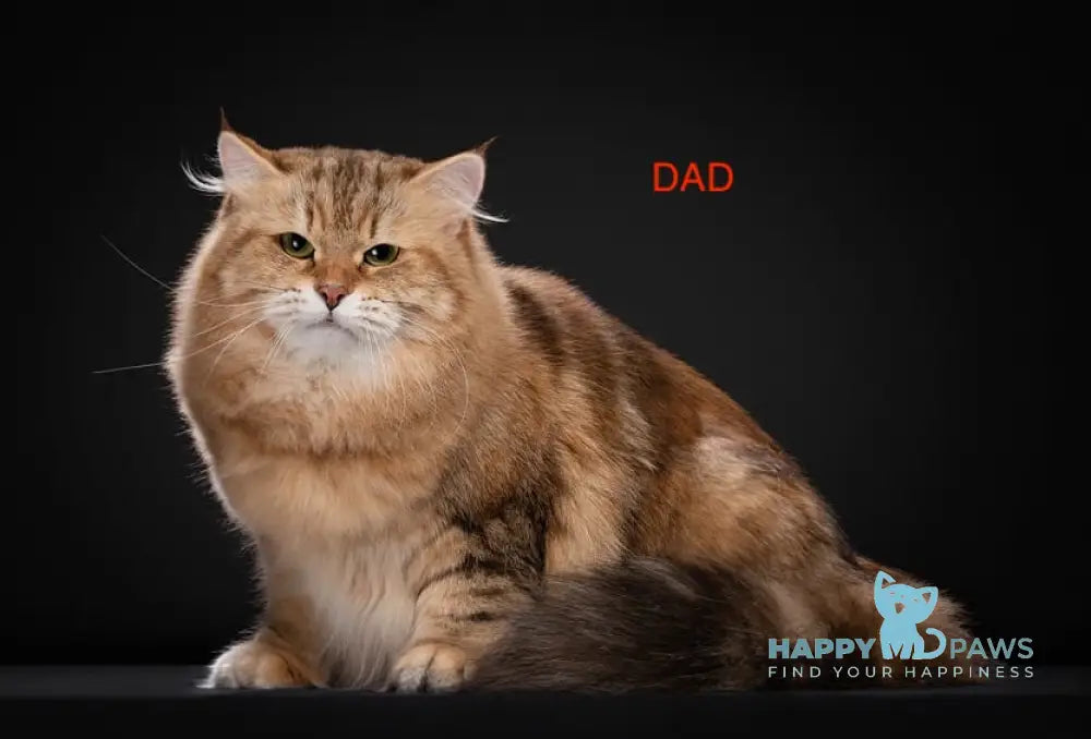 Hariton Siberian male red spotted tabby live animals