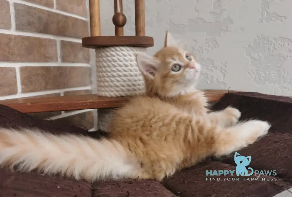 Hariton Siberian male red spotted tabby live animals
