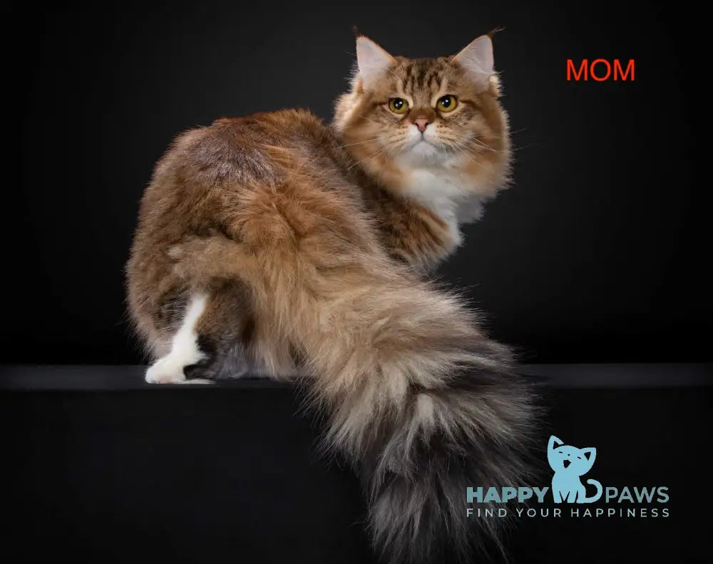 Hariton Siberian male red spotted tabby live animals