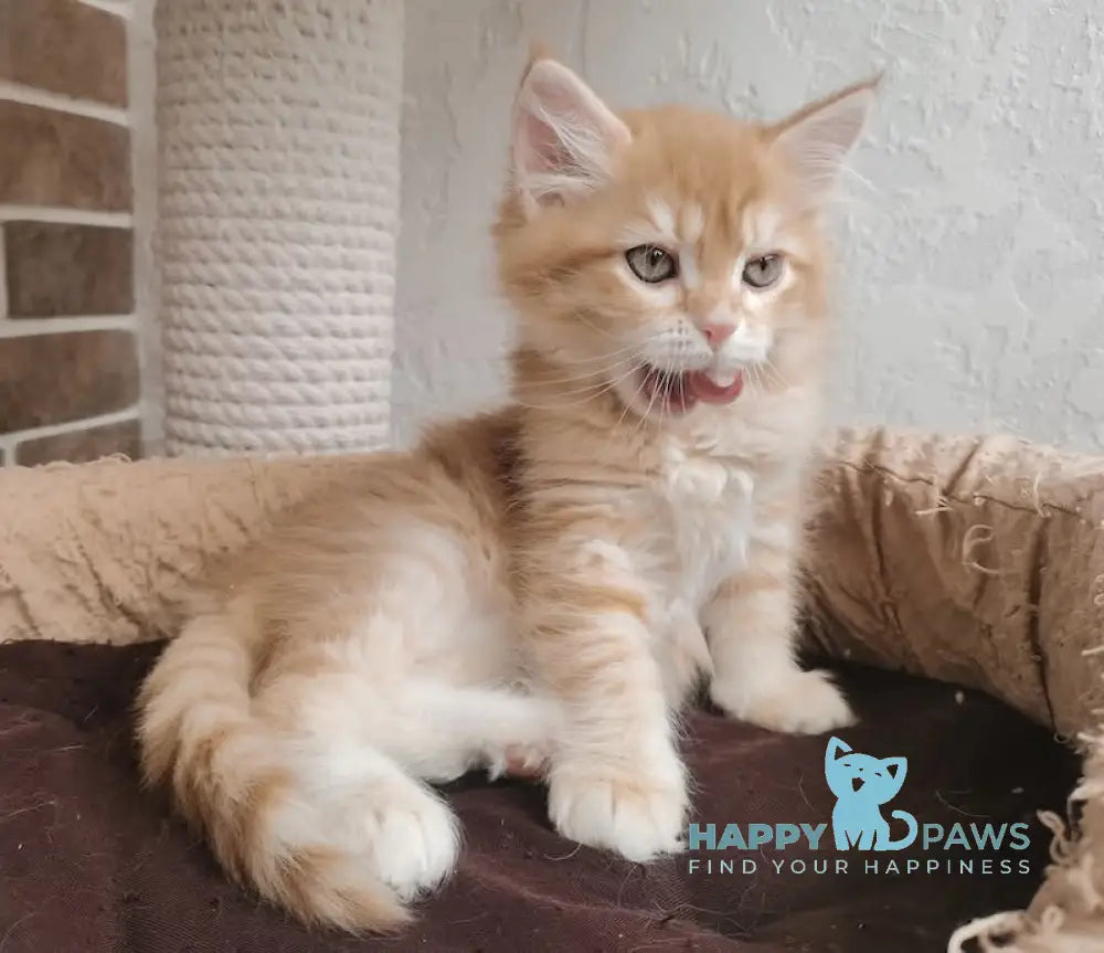 Hariton Siberian male red spotted tabby live animals