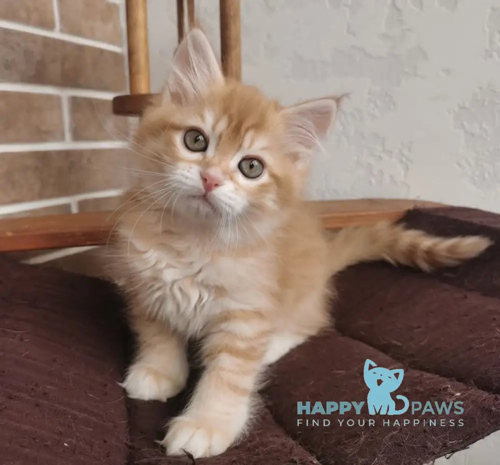 Hariton Siberian male red spotted tabby live animals