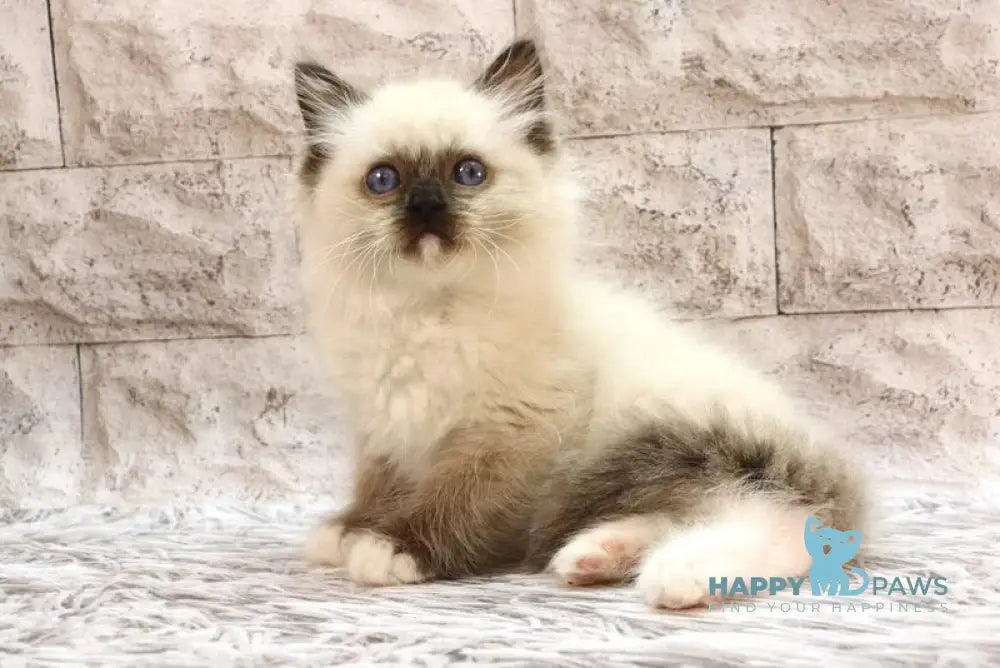Haritosha Ragdoll male seal mitted live animals