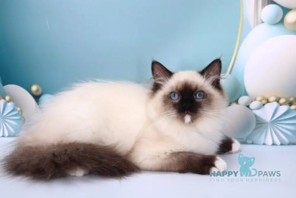 Haritosha Ragdoll male seal mitted live animals