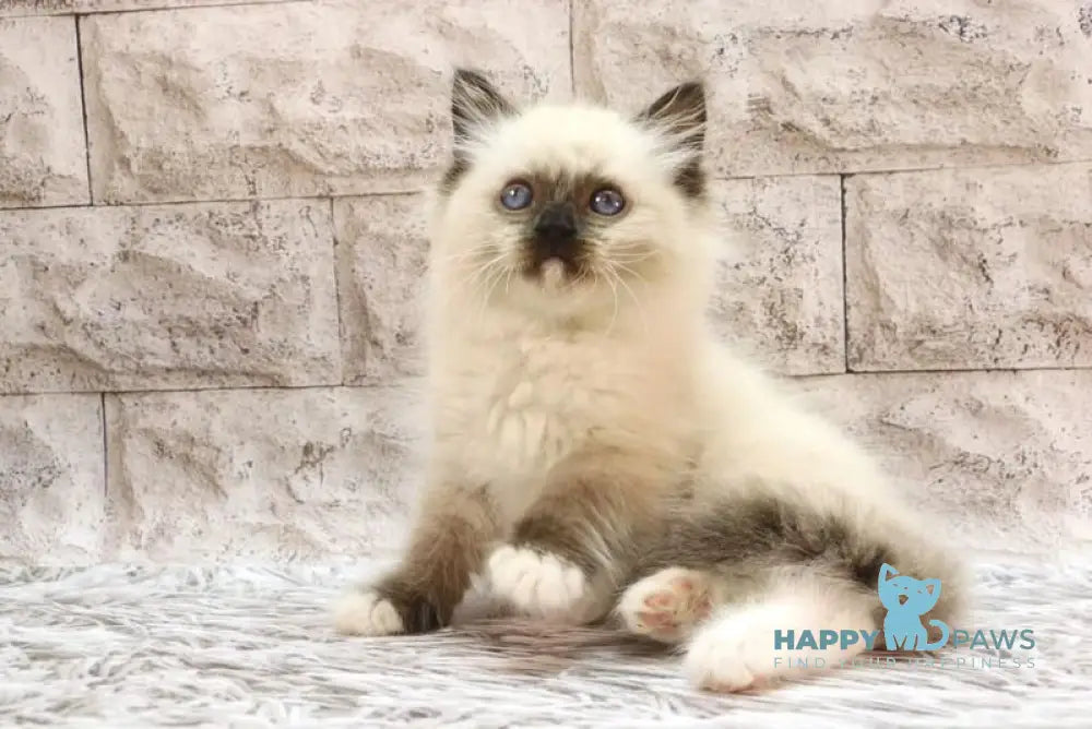 Haritosha Ragdoll male seal mitted live animals