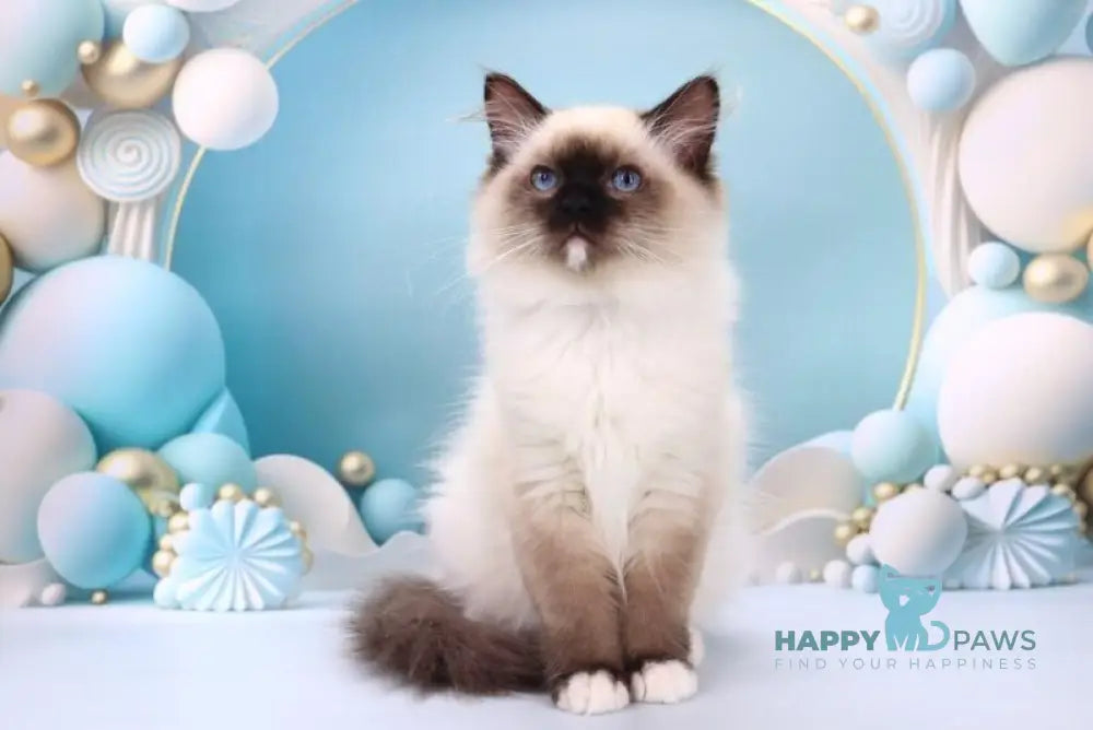 Haritosha Ragdoll male seal mitted live animals