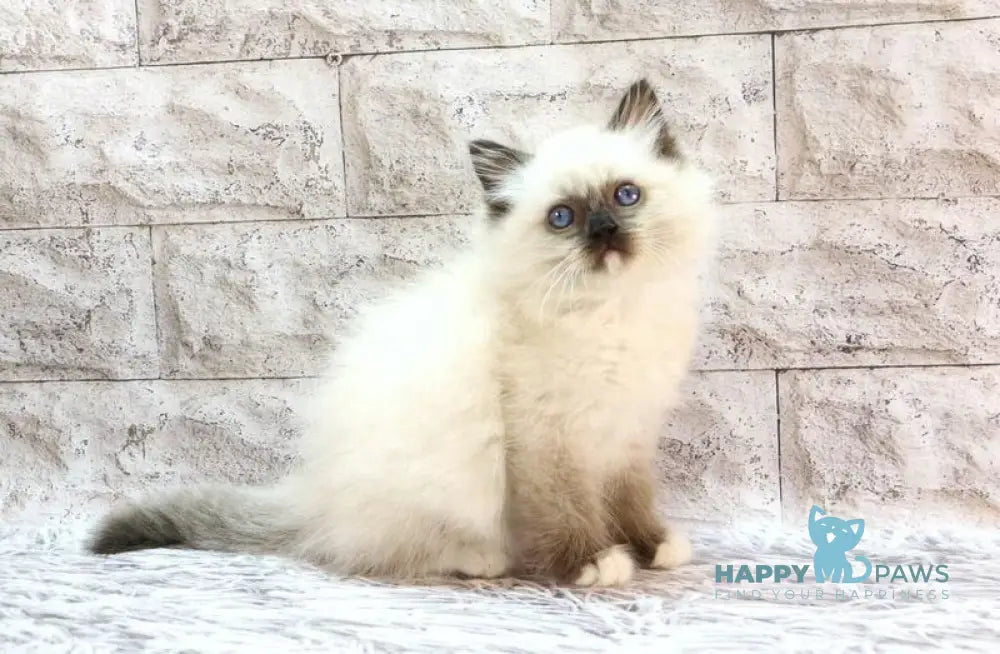 Haritosha Ragdoll male seal mitted live animals