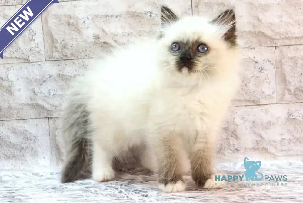 Haritosha Ragdoll male seal mitted live animals