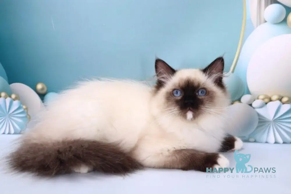 Haritosha Ragdoll male seal mitted live animals