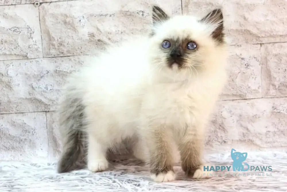 Haritosha Ragdoll male seal mitted live animals