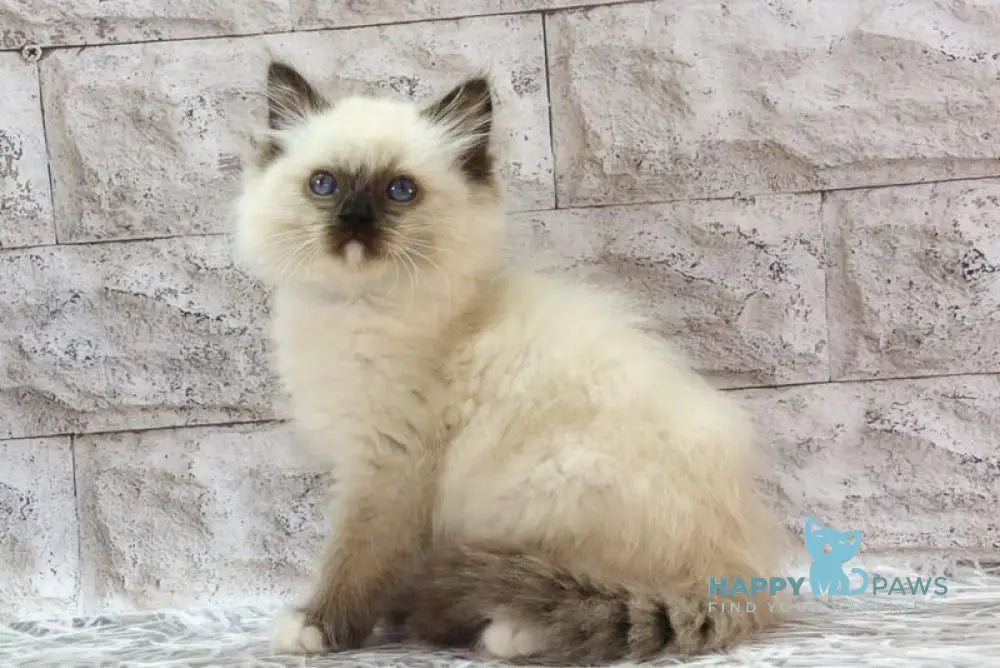 Haritosha Ragdoll male seal mitted live animals