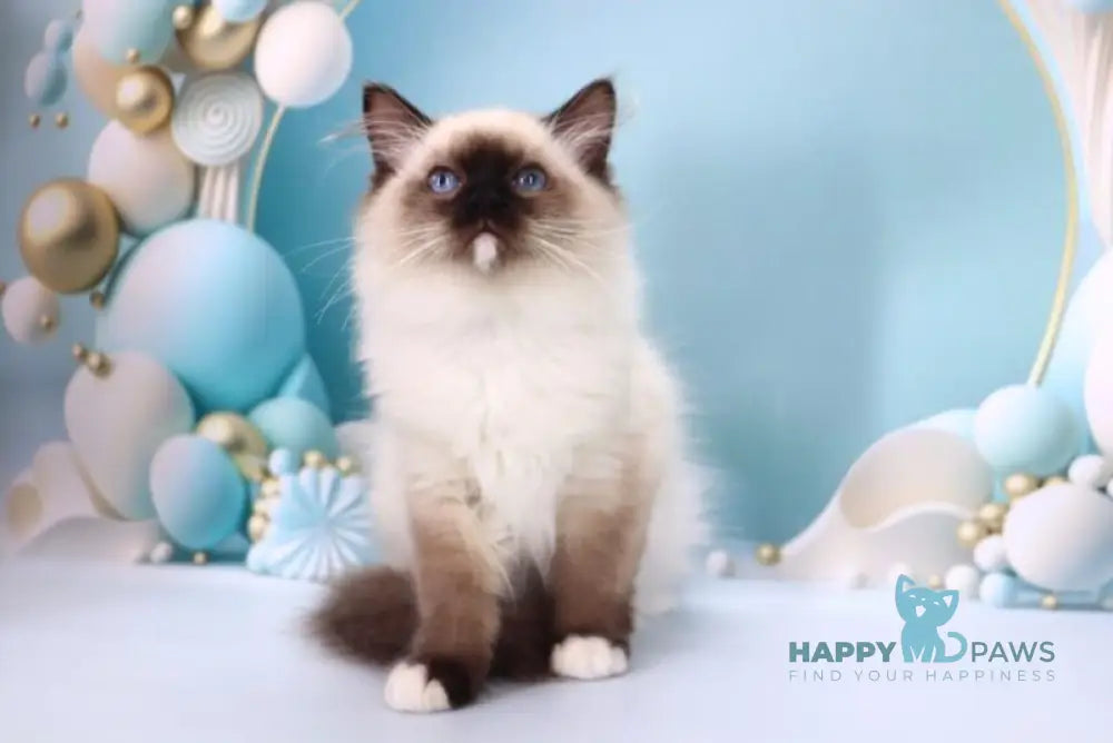 Haritosha Ragdoll male seal mitted live animals