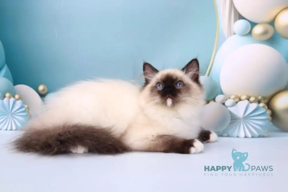 Haritosha Ragdoll male seal mitted live animals