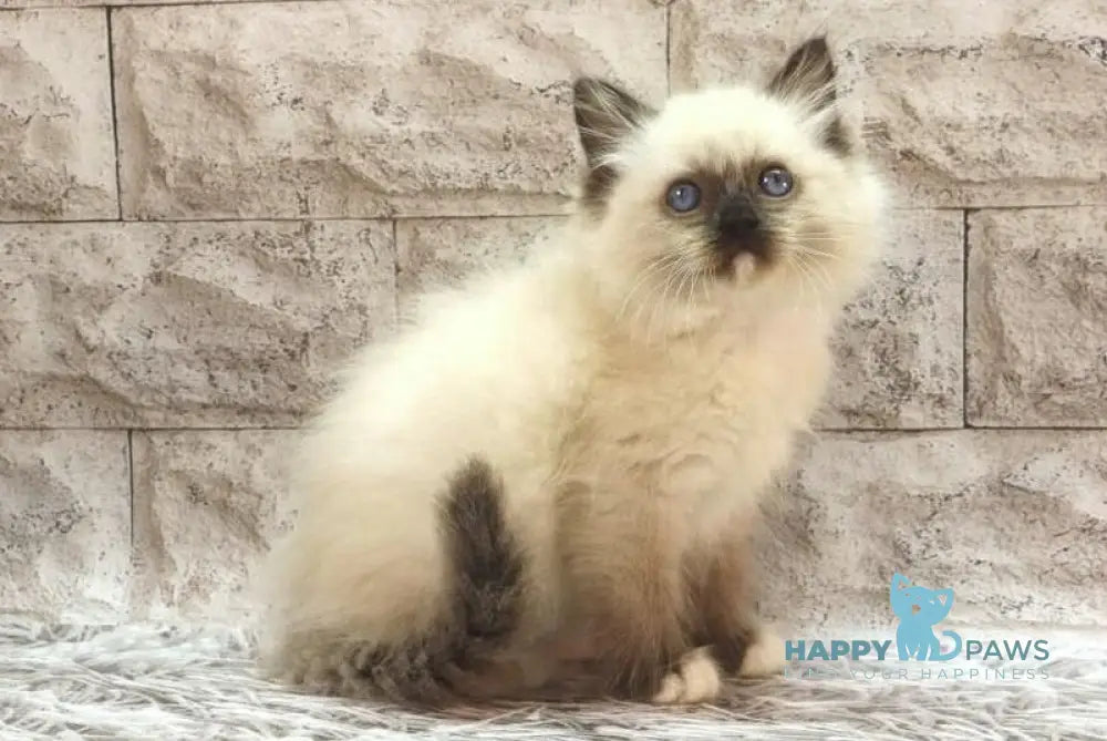 Haritosha Ragdoll male seal mitted live animals