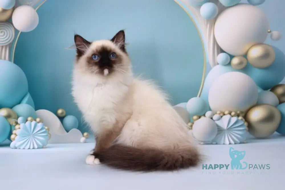 Haritosha Ragdoll male seal mitted live animals