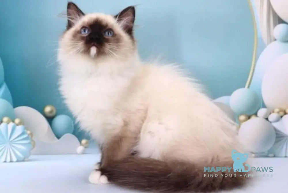 Haritosha Ragdoll male seal mitted live animals