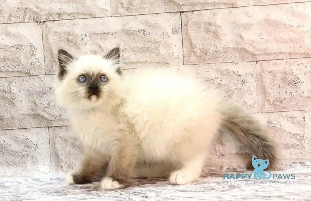 Haritosha Ragdoll male seal mitted live animals