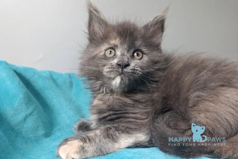 Harizma Maine Coon female blue tortie live animals