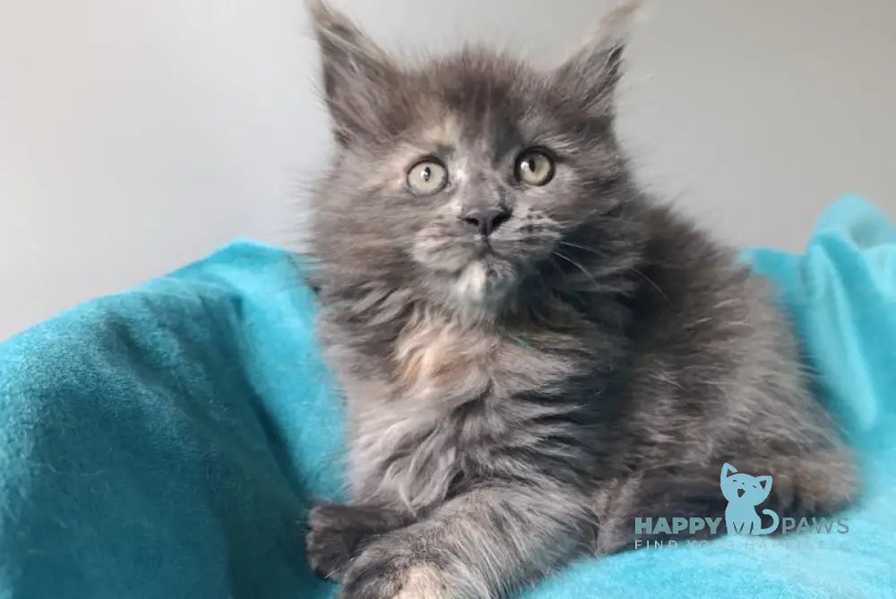 Harizma Maine Coon female blue tortie live animals