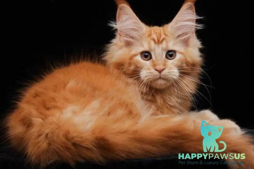 Harizma Maine Coon female red - live animals