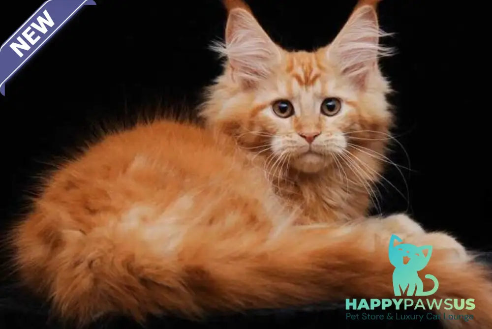 Harizma Maine Coon female red - live animals