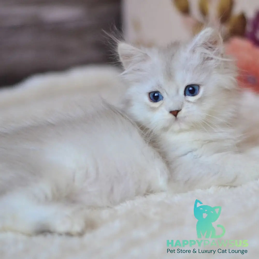 Harley British Longhair male blue silver shaded - live animals