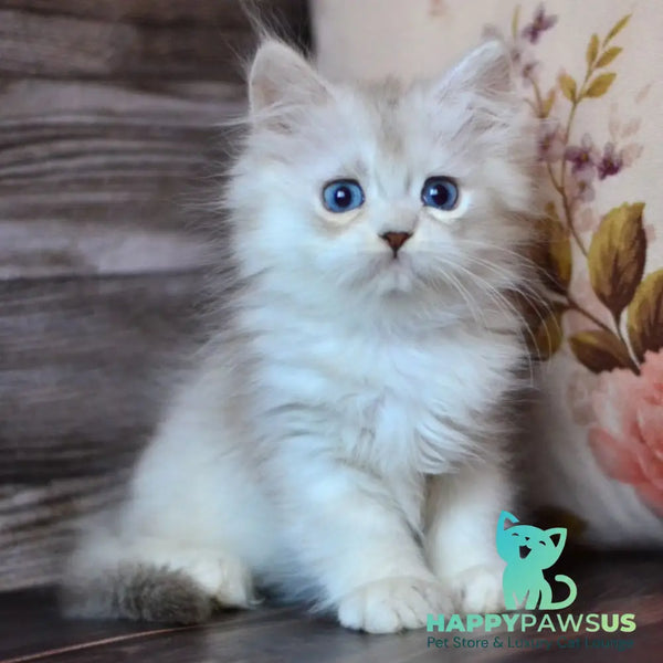 Harley British Longhair male blue silver shaded - live animals