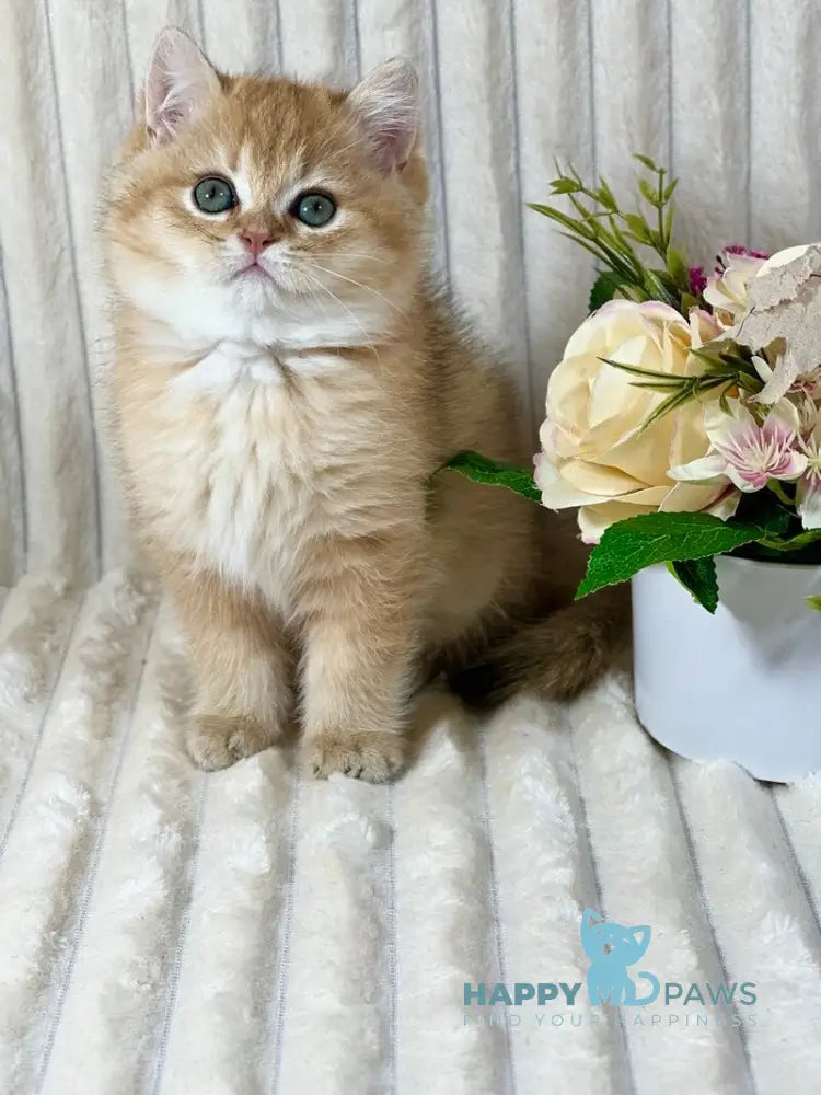 Harley British Shorthair male black golden shaded live animals