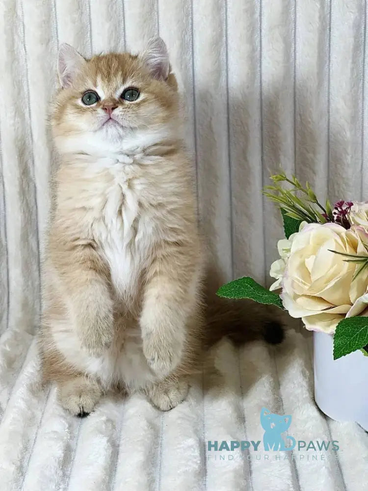 Harley British Shorthair male black golden shaded live animals