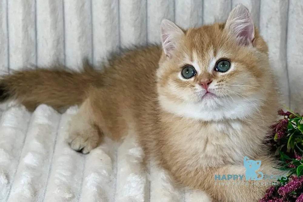 Harley British Shorthair male black golden shaded live animals