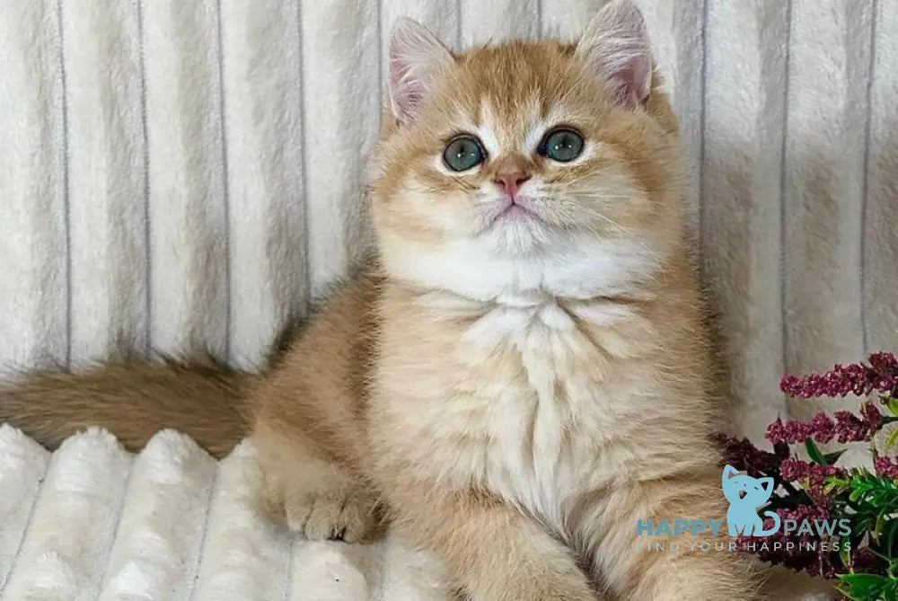 Harley British Shorthair male black golden shaded live animals