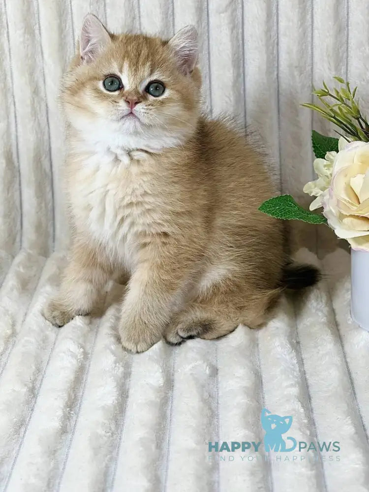 Harley British Shorthair male black golden shaded live animals