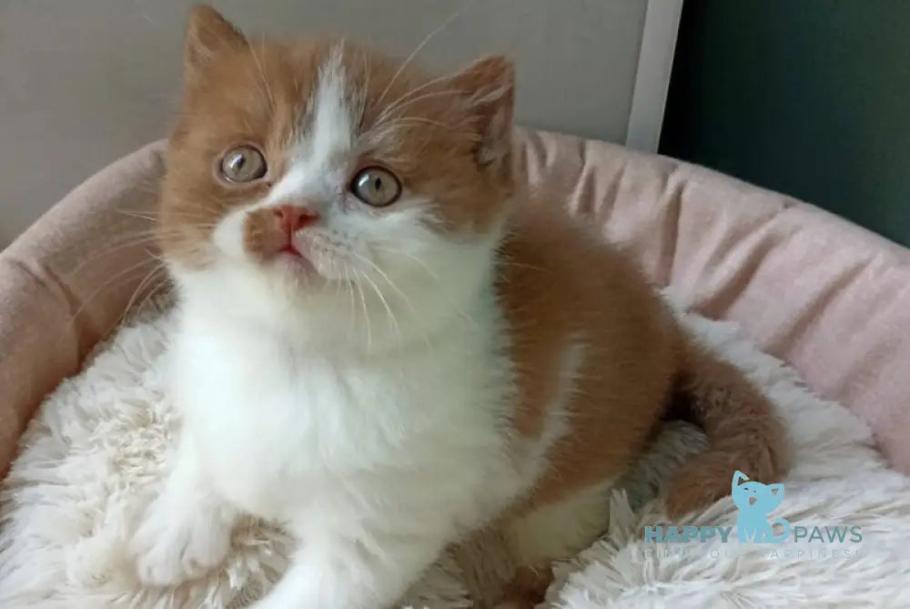 Harley British Shorthair male cinnamon bicolour - live animals