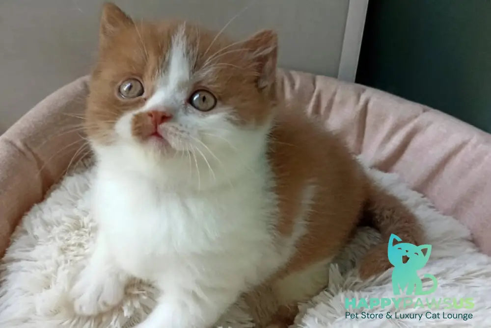 Harley British Shorthair male cinnamon bicolour - live animals