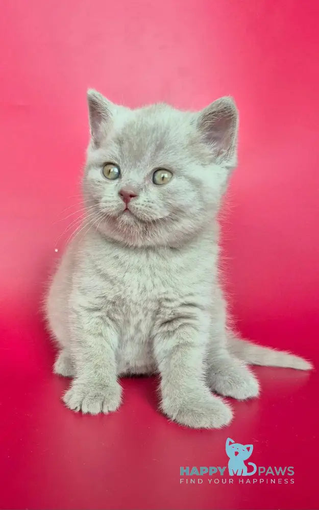 Harley British Shorthair male lilac live animals