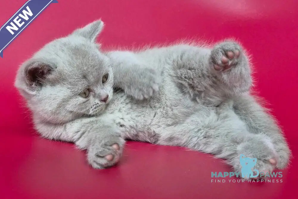 Harley British Shorthair male lilac live animals