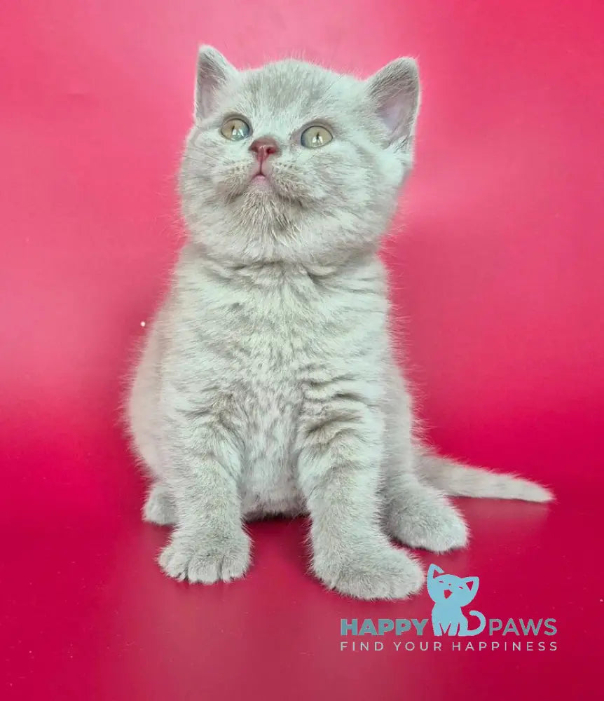 Harley British Shorthair male lilac live animals