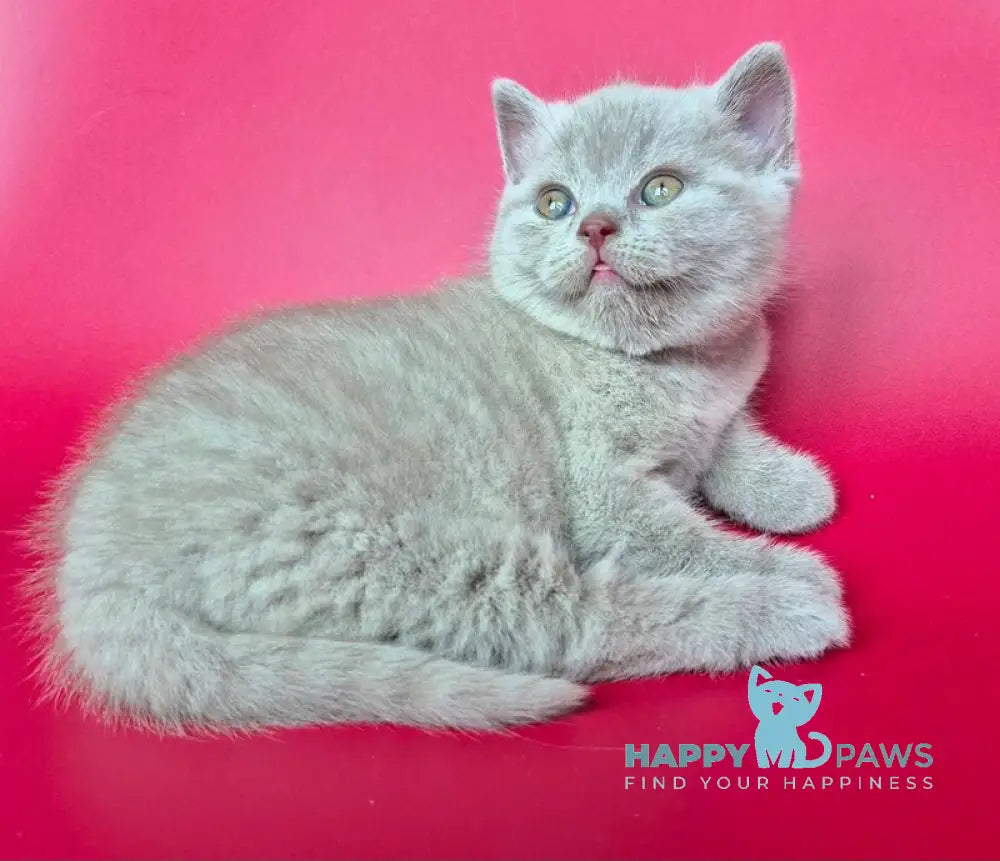 Harley British Shorthair male lilac live animals