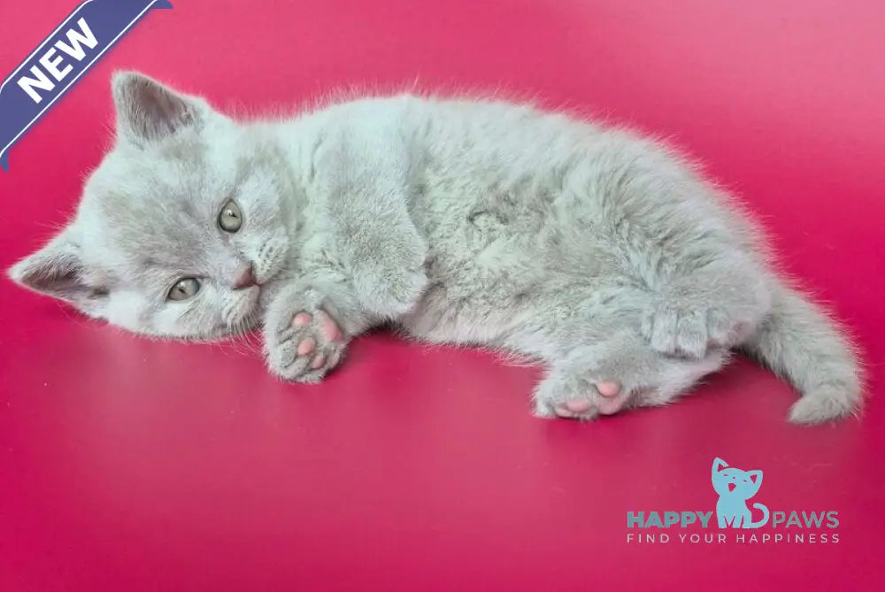 Harley British Shorthair male lilac live animals