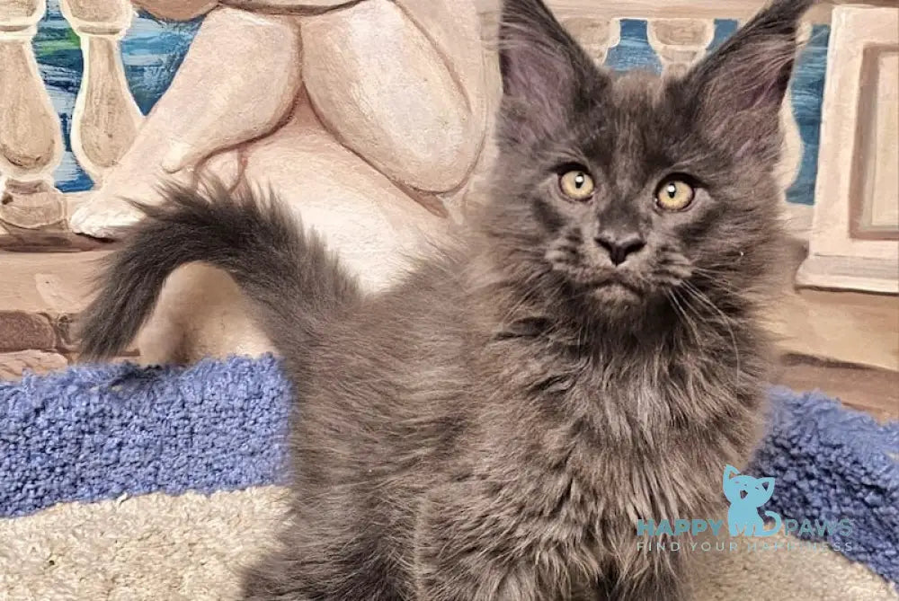 Harley Maine Coon male blue live animals