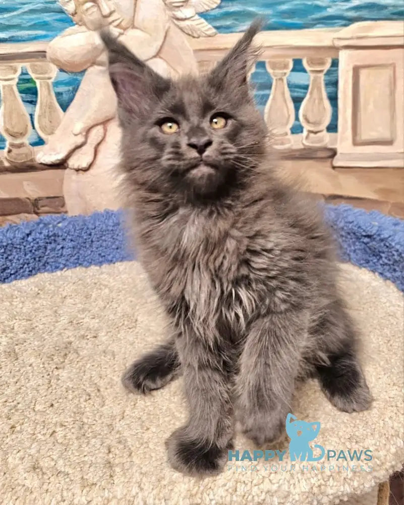 Harley Maine Coon male blue live animals