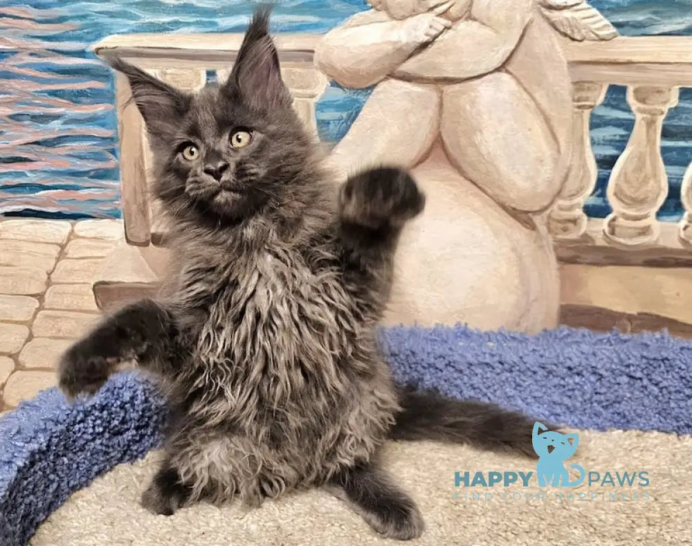 Harley Maine Coon male blue live animals