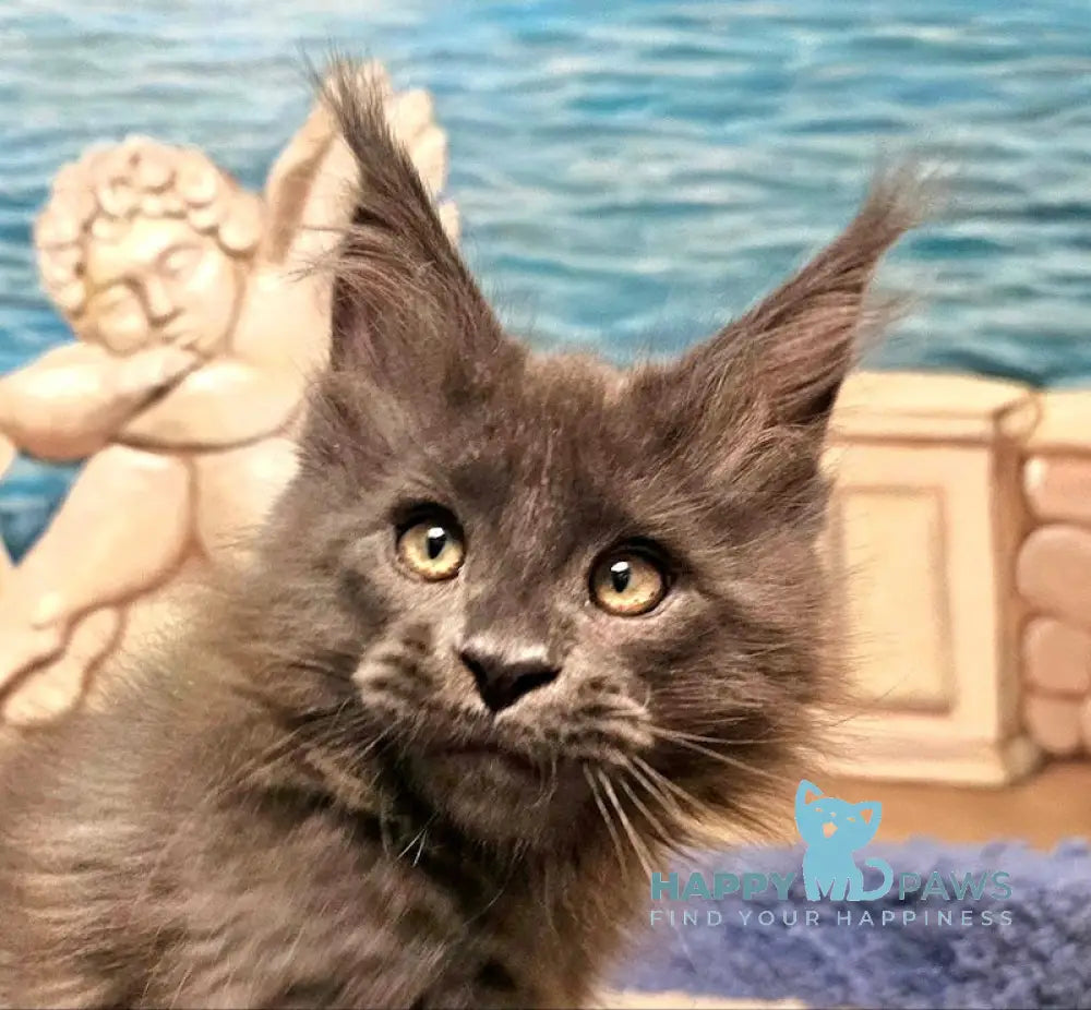 Harley Maine Coon male blue live animals
